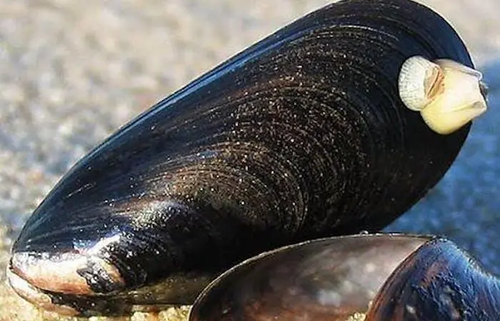 Tube worms cause biofouling on the shells of mussels Photo: SAIC