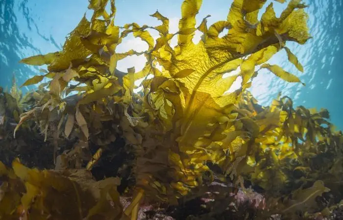 sustainable algae