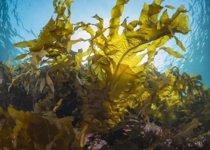 sustainable algae