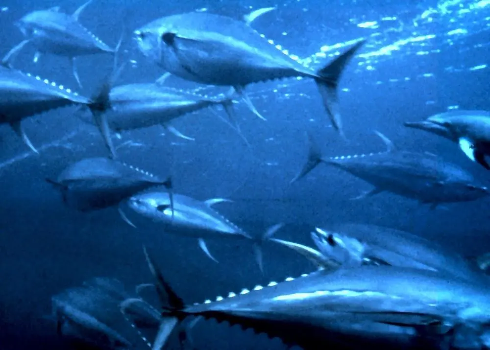 Pressure on IOTC over yellowfin tuna