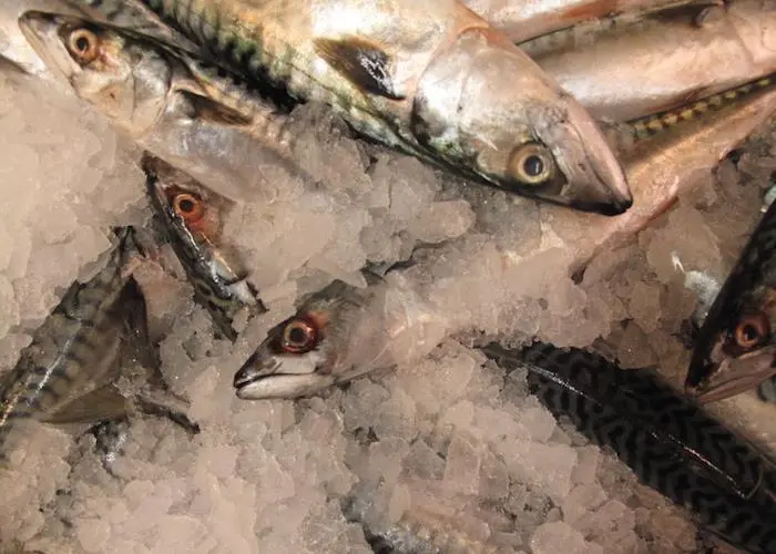 mackerel