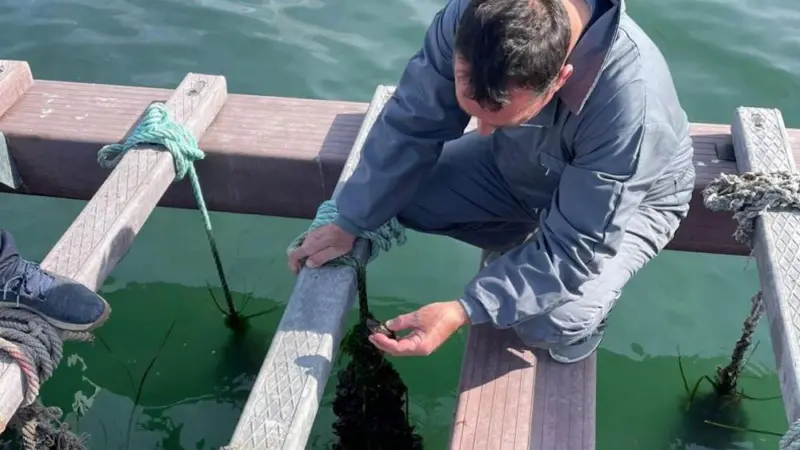 The growth in shellfish farming has declined in recent years Photo: European Commission