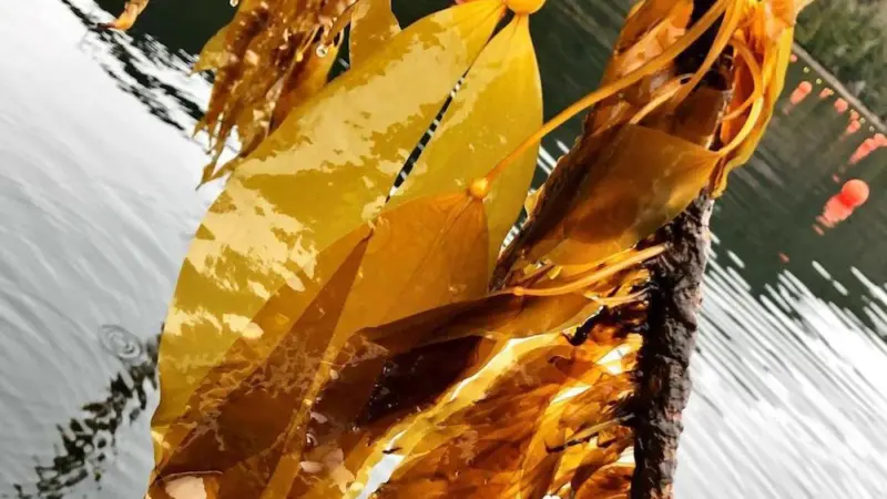 Seagrove Kelp Co. located in Doyle Bay, Alaska Photo: Seagrove Kelp Co.