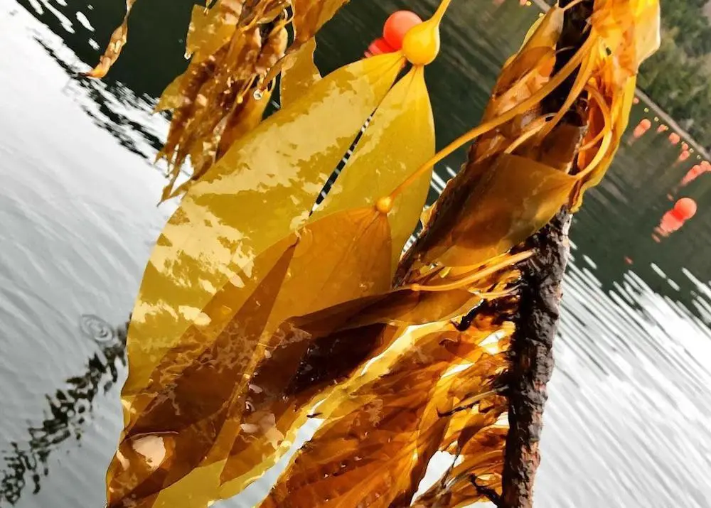 Seagrove Kelp Co. located in Doyle Bay, Alaska Photo: Seagrove Kelp Co.