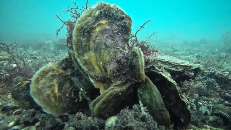 Oyster farmers in Brittany are trying to determine which factors affect the growth of spat Photo: Stephane Pouvreau