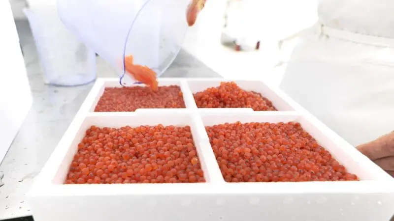 Improved Genetic Material for Salmon Farming