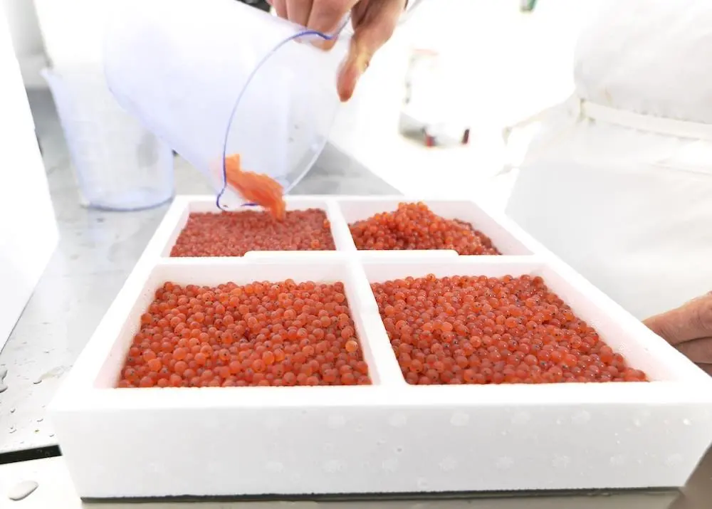 Improved Genetic Material for Salmon Farming