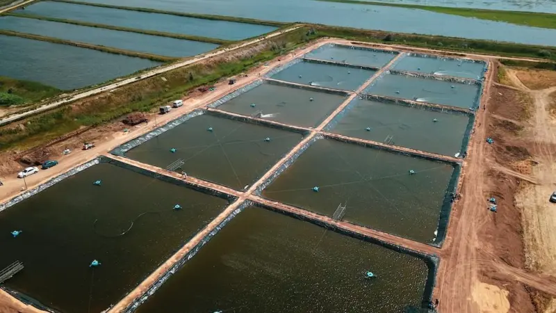 Europe's largest shrimp farm