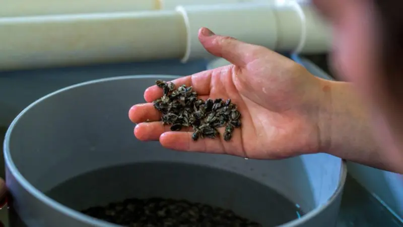 Shellfish spat from the Port Lincoln hatchery Photo: Yumbah Aquaculture