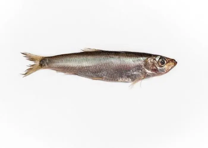 sprat