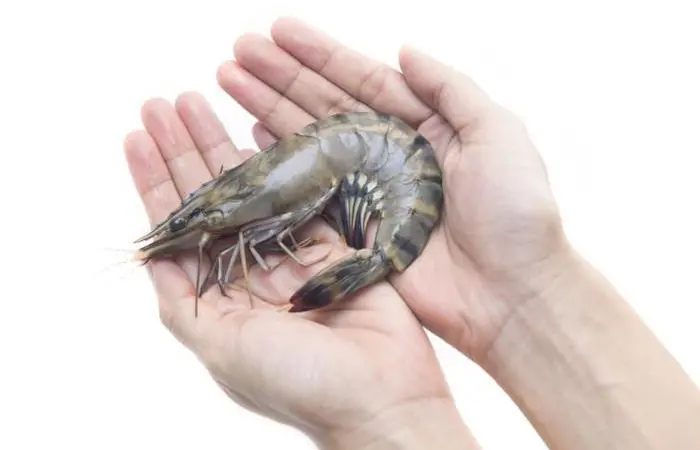 Revitalising black tiger shrimp farming