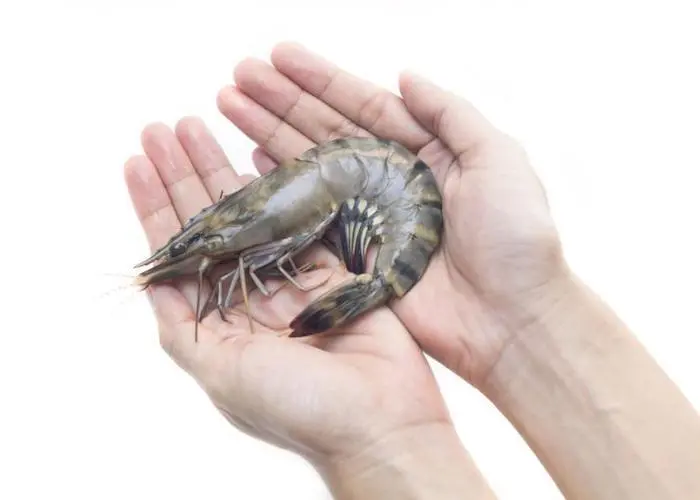Revitalising black tiger shrimp farming