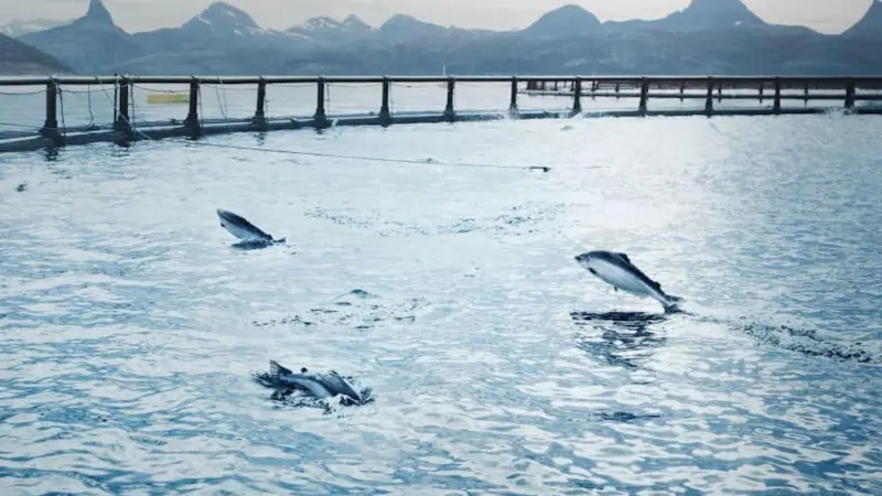 Cermaq fish farming operations