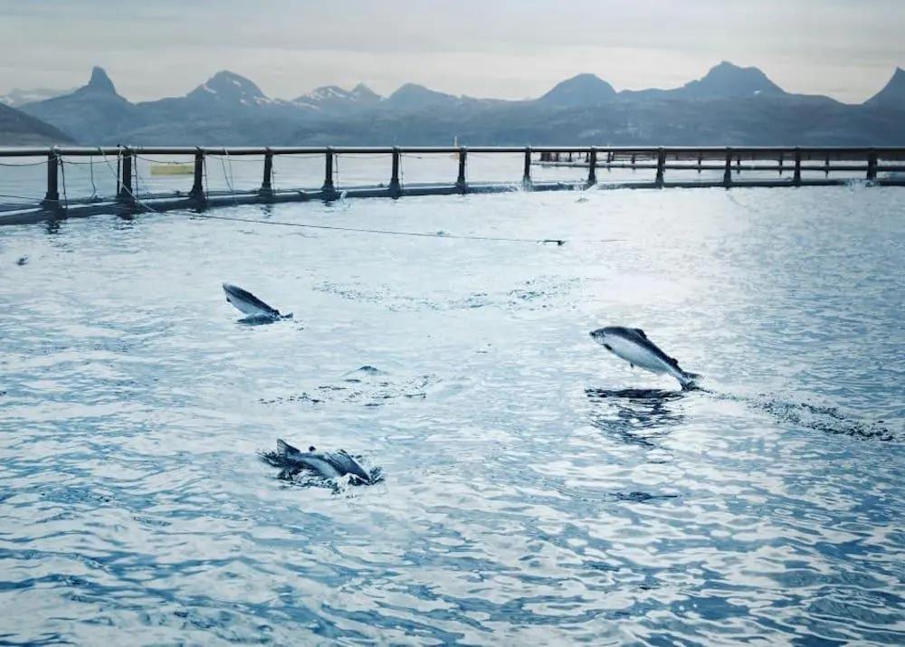Cermaq fish farming operations