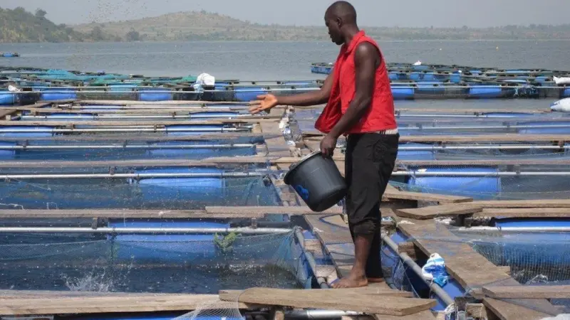 Nutreco and Unga Group have joined forces to help meet east Africa’s growing need for high quality protein Photo: Skretting