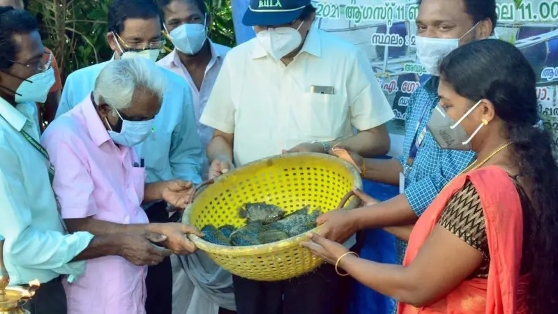 A view of the pearl spot harvest in the cage fish farming venture of the SC families in Maradu Photo: CMFRI
