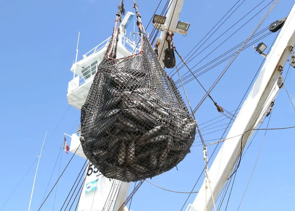 P&P buys into Thunnus Overseas Group
