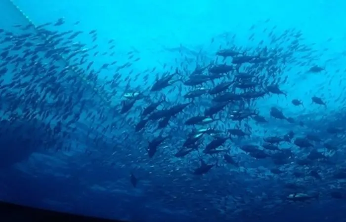 Thai Union Group is meeting its tuna commitment pledge Photo: Thai Union Group