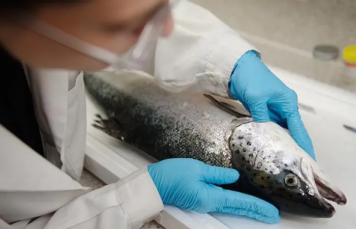 Researchers are trying to develop a simple tool that can detect heart disease in salmon Photo: SAIC