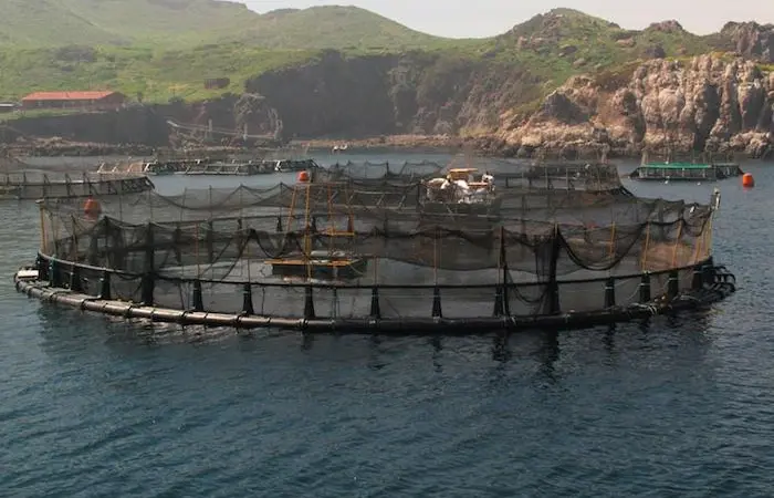 New ASC requirements for farmed fish welfare
