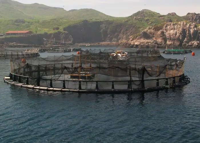 New ASC requirements for farmed fish welfare