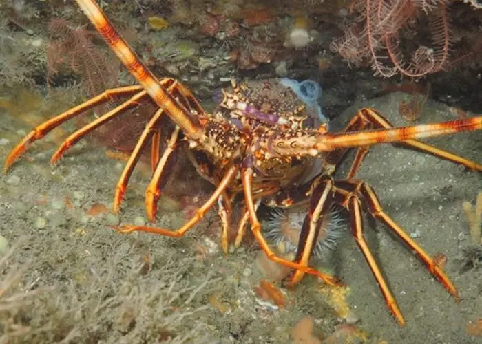 crawfish