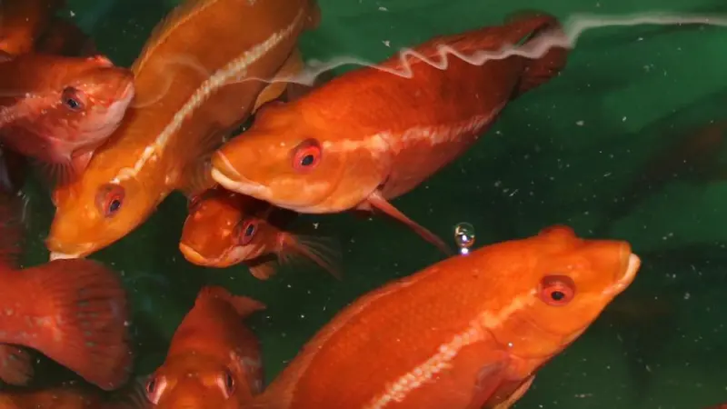 Finding out when and how best to vaccinate cleaner fish can help improve salmon farming