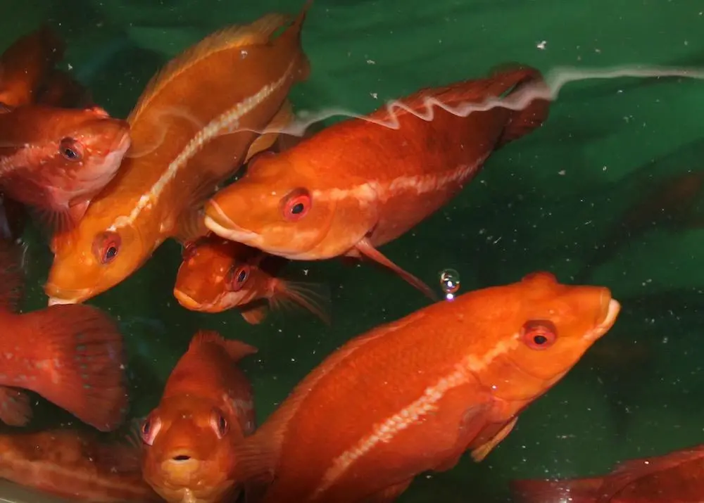 Finding out when and how best to vaccinate cleaner fish can help improve salmon farming