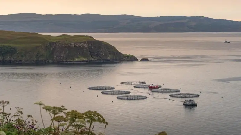 Cost-effective ways could be found to reduce the emission intensity of farmed Scottish salmon Photo: SRUC