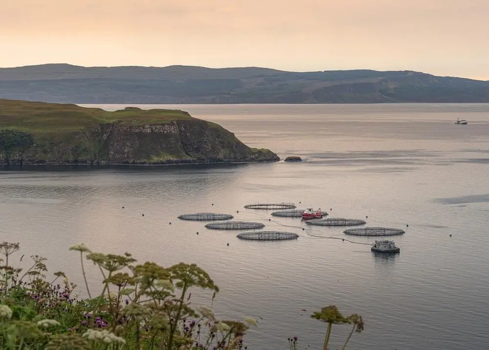 Cost-effective ways could be found to reduce the emission intensity of farmed Scottish salmon Photo: SRUC