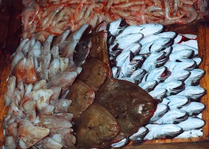 Mediterranean fish