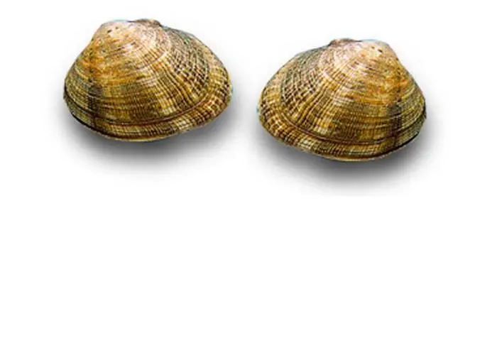 Chinese clam fishery’s landmark certification