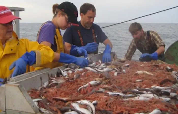 NOAA.gulf-of-maine-shrimp-survey-nefsc
