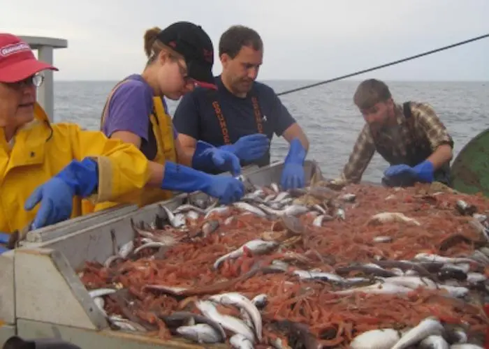 NOAA.gulf-of-maine-shrimp-survey-nefsc