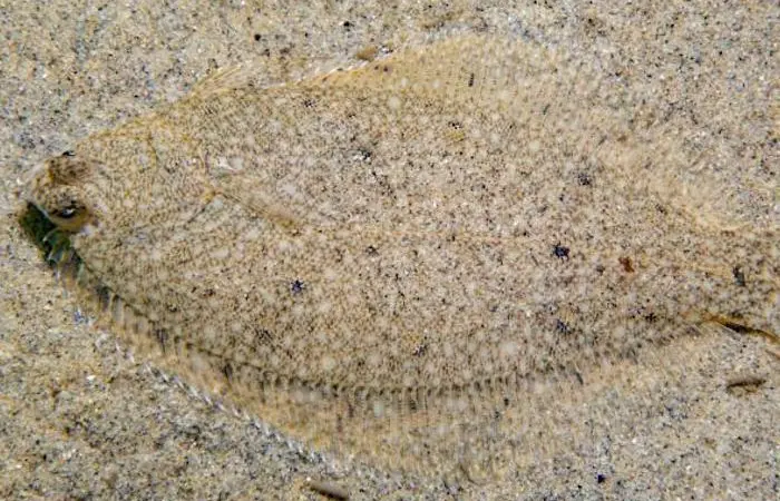 NOAA.winter-flounder-alex-shure-CC4-0-NEFSC