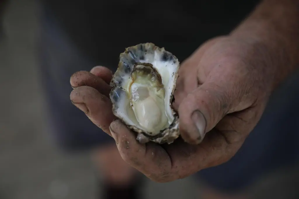 The demand is strong for quality Australian rock oysters. Photo: Australia’s Oyster Coast