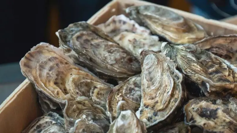 Researchers are helping shellfish growers take a proactive approach to spotting disease Photo: SAIC