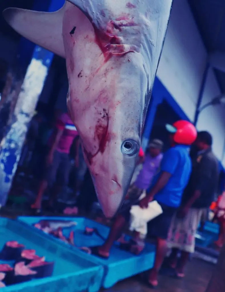 While tunas are the most common primary target species, the Sri Lankan fleet also targets Carangidae, billfish and sharks. Photo: Claire Collins