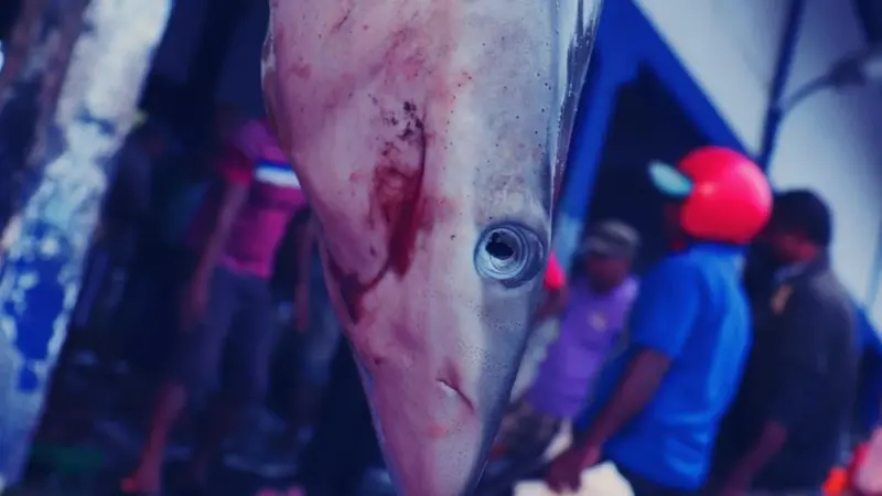 While tunas are the most common primary target species, the Sri Lankan fleet also targets Carangidae, billfish and sharks. Photo: Claire Collins