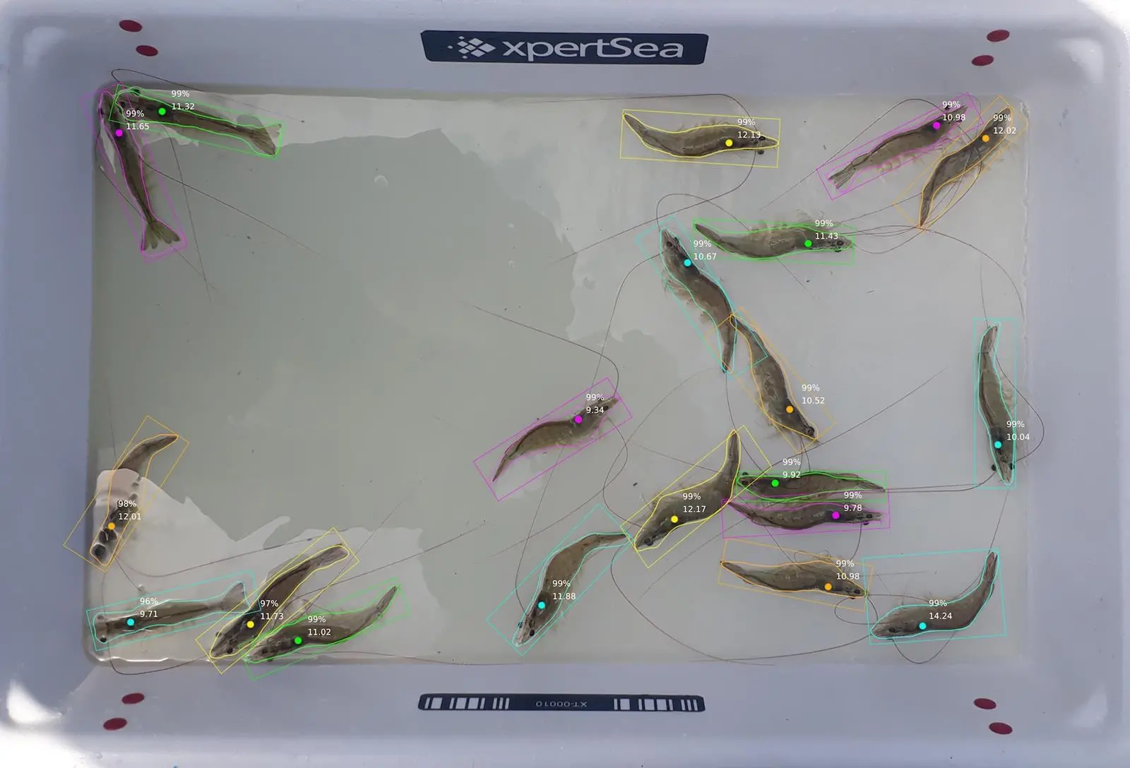 Via the app, artificial intelligence assesses the health and quality of shrimp