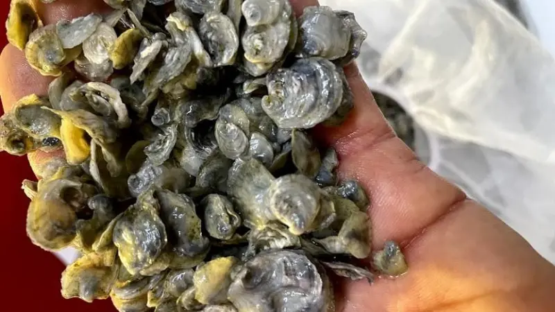 OSH Oyster Spat In Hand