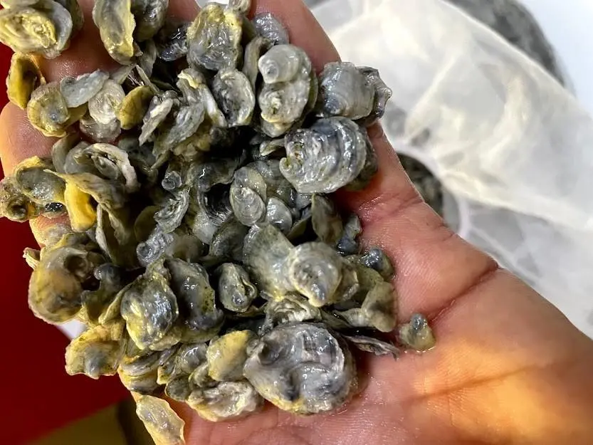 OSH Oyster Spat In Hand