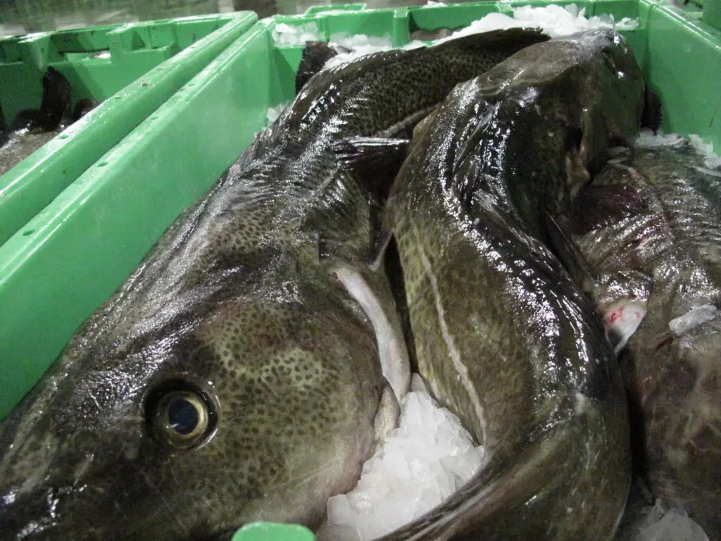 Cod is Iceland’s single most valuable species, accounting for 49% of 2020’s seafood export value