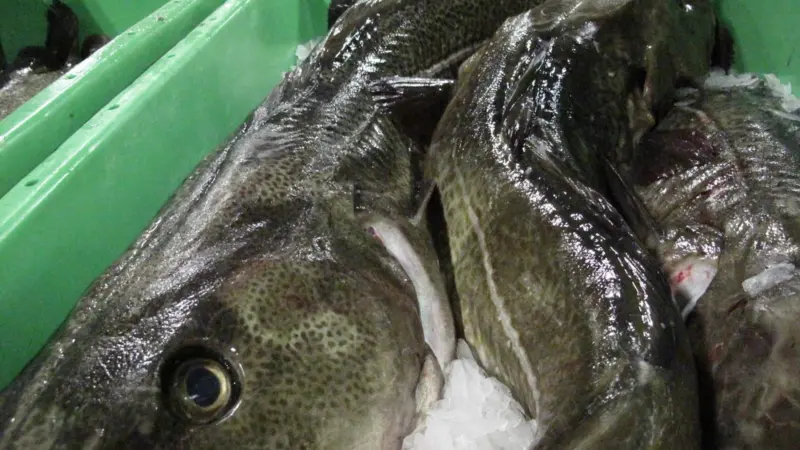 Cod is Iceland’s single most valuable species, accounting for 49% of 2020’s seafood export value