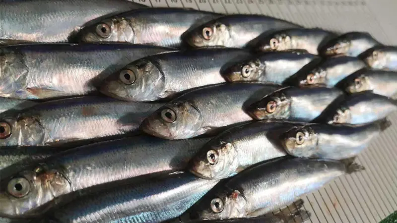 The MoU aims to sustain the pelagic self-sampling programme over the long-term