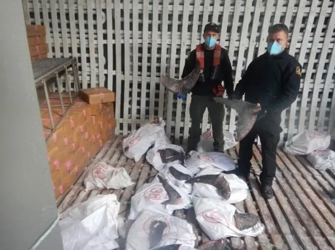 Canadian fishery officers along with US Coast Guard locate bags of illegally taken shark fins during an inspection in the North Pacific. Photo: DFO