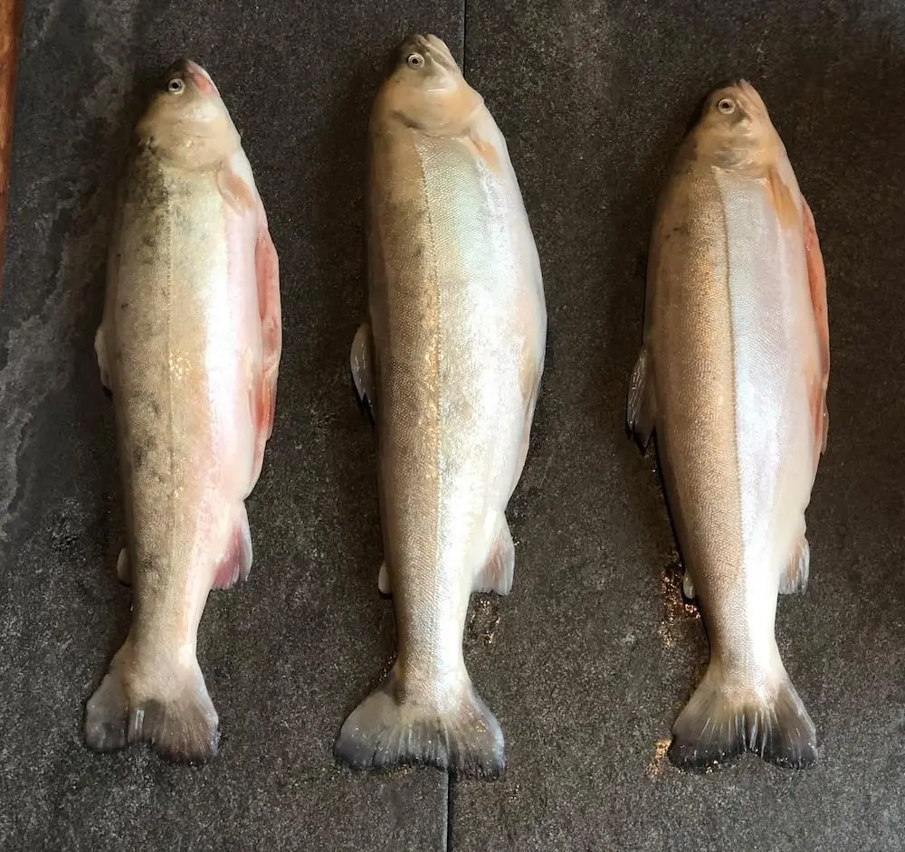 Norwegian Fish Farms has ambitious plans to produce significant volumes of Arctic char high in the Norwegian mountains