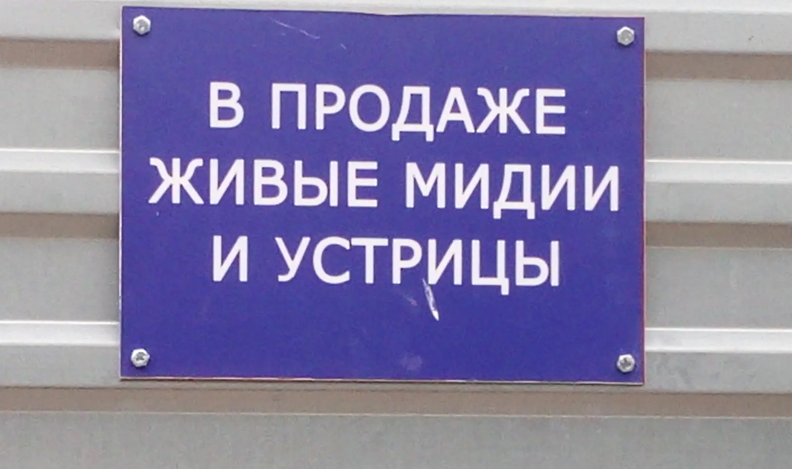 “Live mussels and oysters for sale”