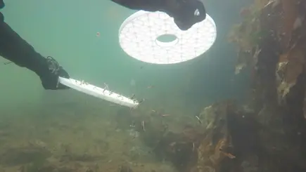 Orkney Shellfish Hatchery Lobster Deployment