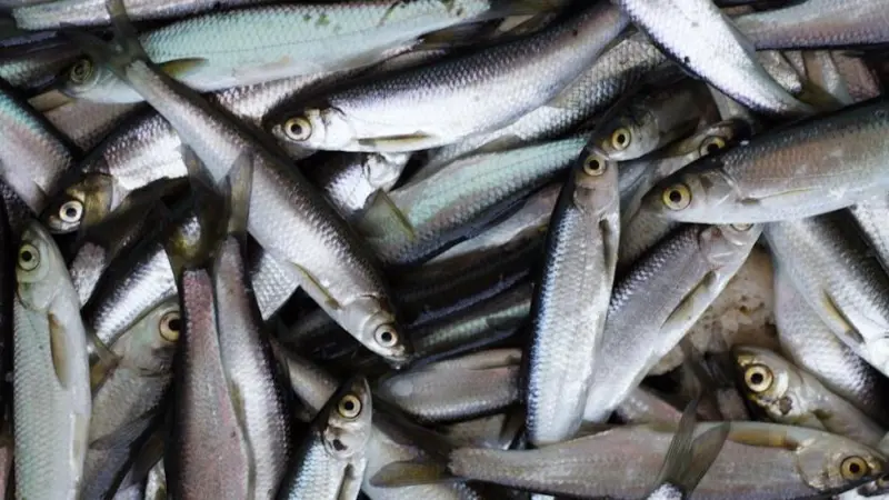 Under the UK-EU-Norway agreement, the North Sea herring TAC is increased by 20%